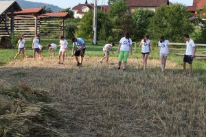 zetev psenice v dezeli kozolcev_foto_alenka lamovsek (1)